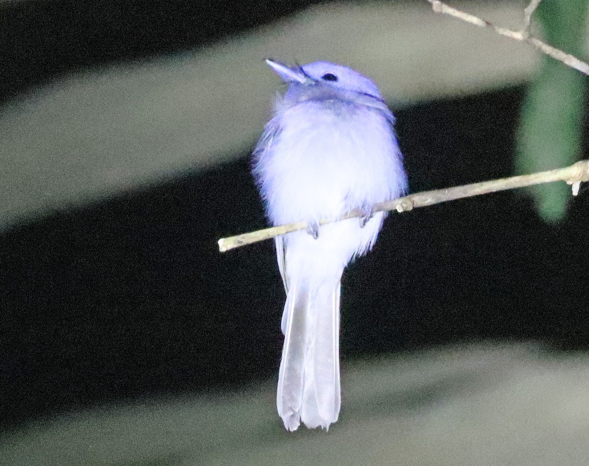 Pale-blue Monarch - Jeff Pippen