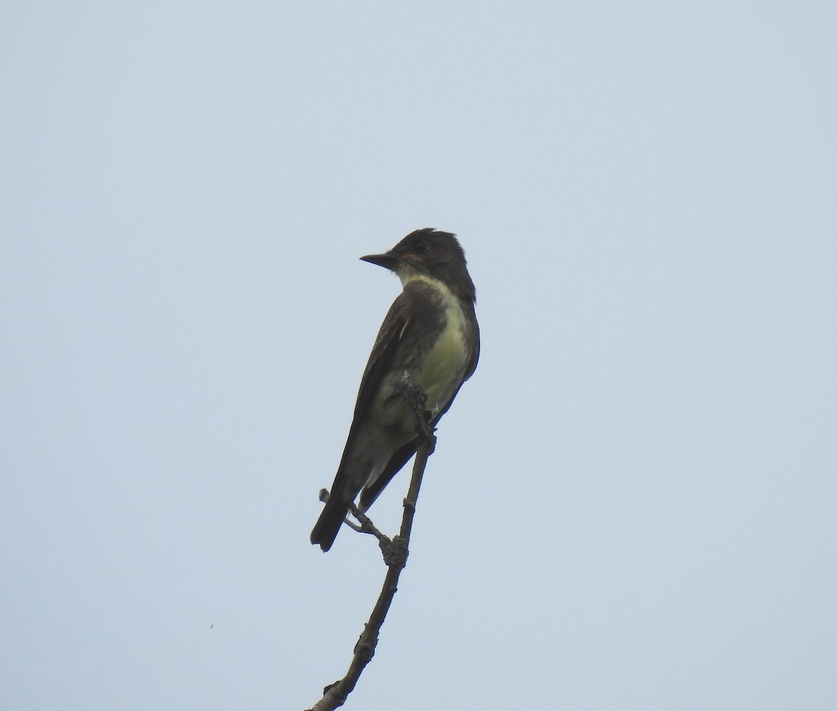 Olive-sided Flycatcher - ML605898001