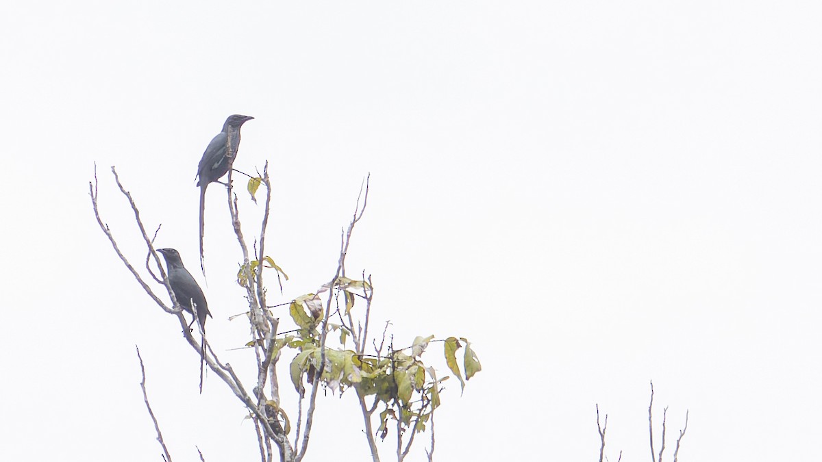 Long-tailed Starling - ML605898171
