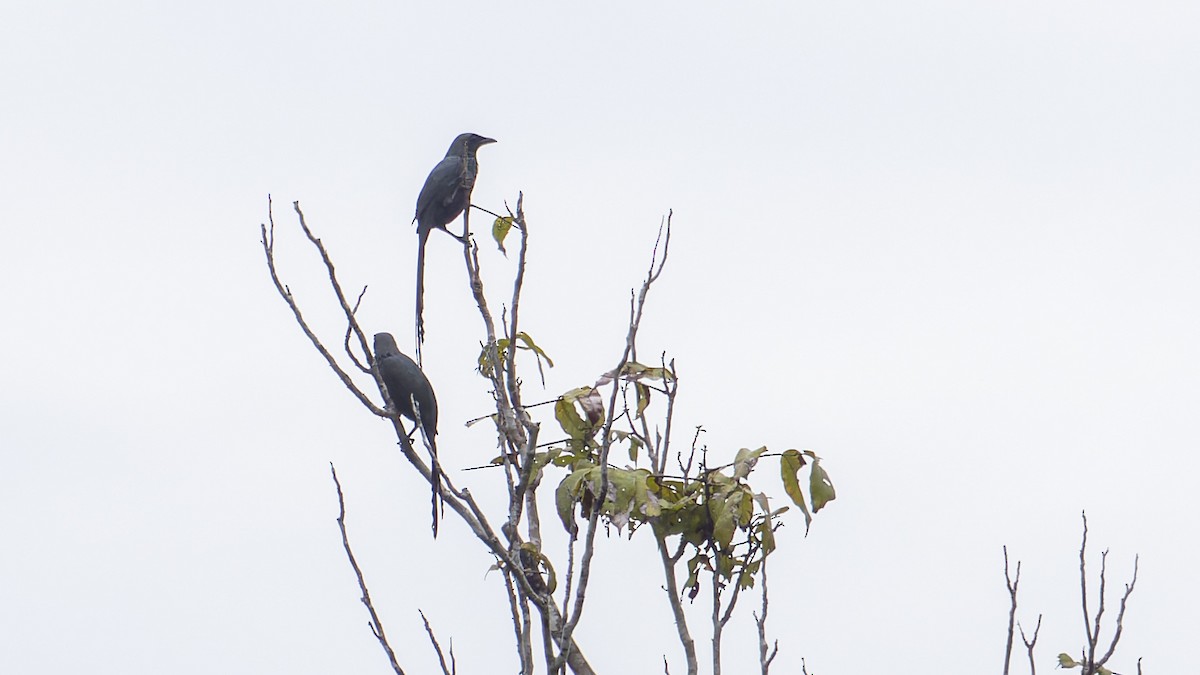 Long-tailed Starling - ML605898191