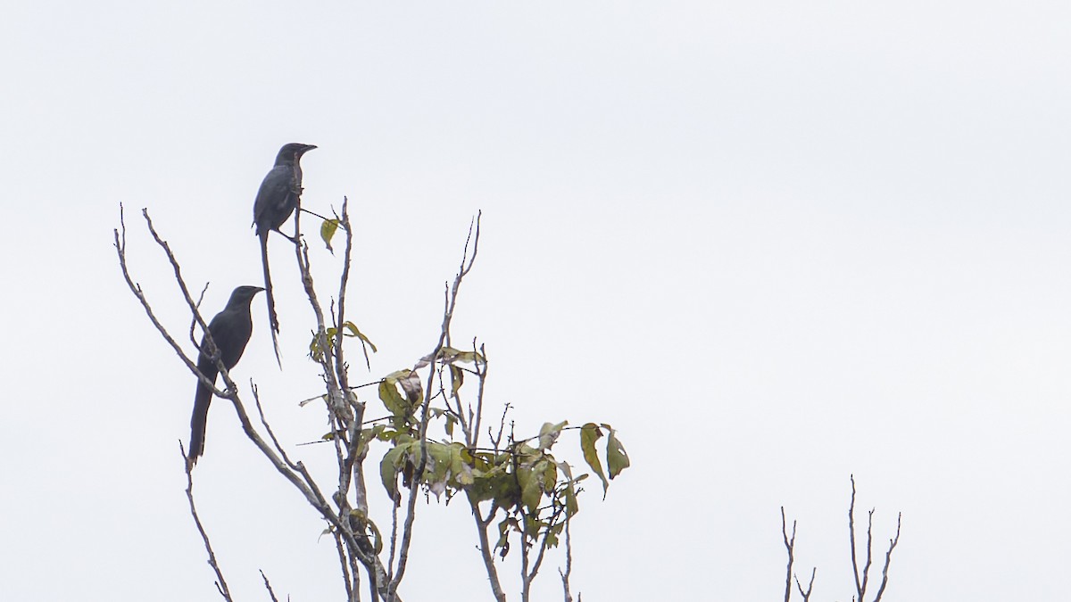 Long-tailed Starling - ML605898221