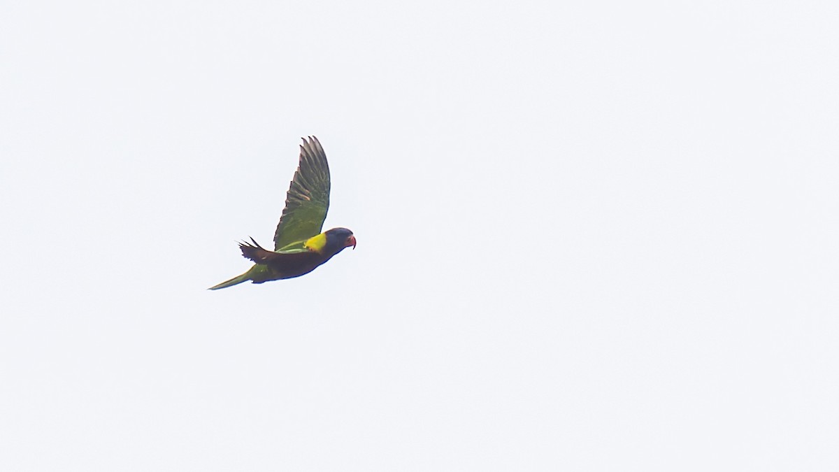 Biak Lorikeet - ML605898291