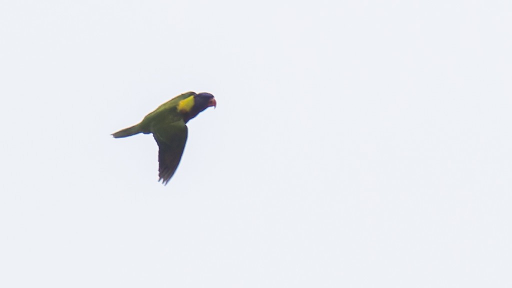Biak Lorikeet - ML605898311