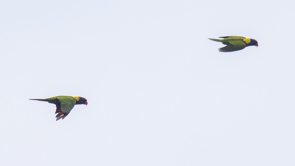 Biak Lorikeet - ML605898371