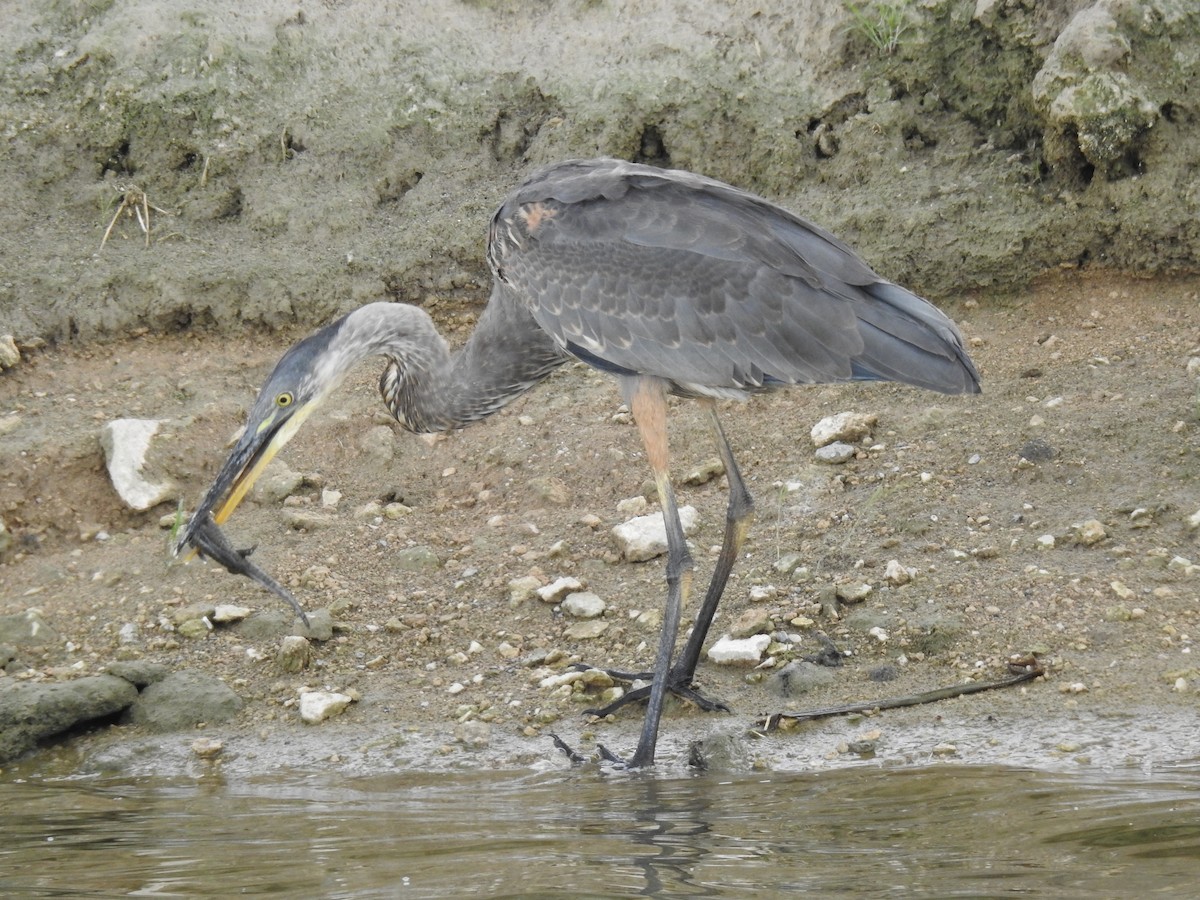 Great Blue Heron - ML605898451