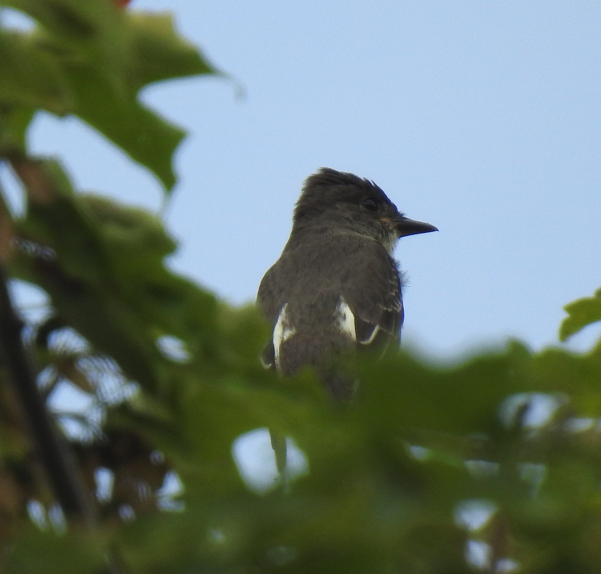 Olive-sided Flycatcher - ML605898511