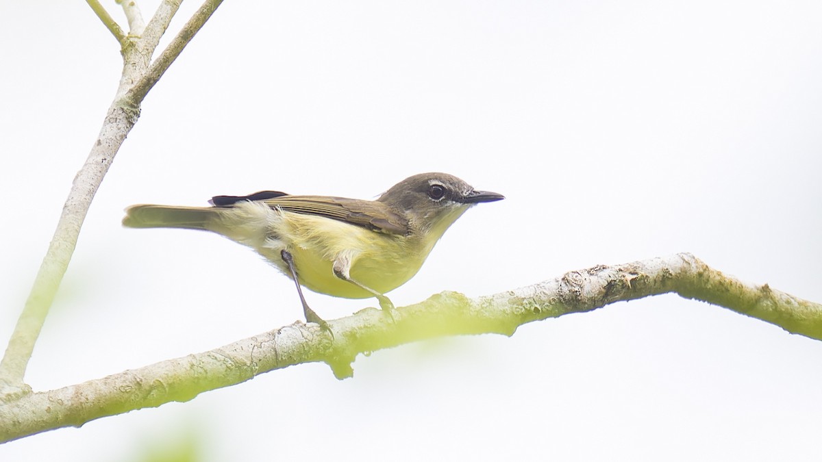 Biak Gerygone - Robert Tizard