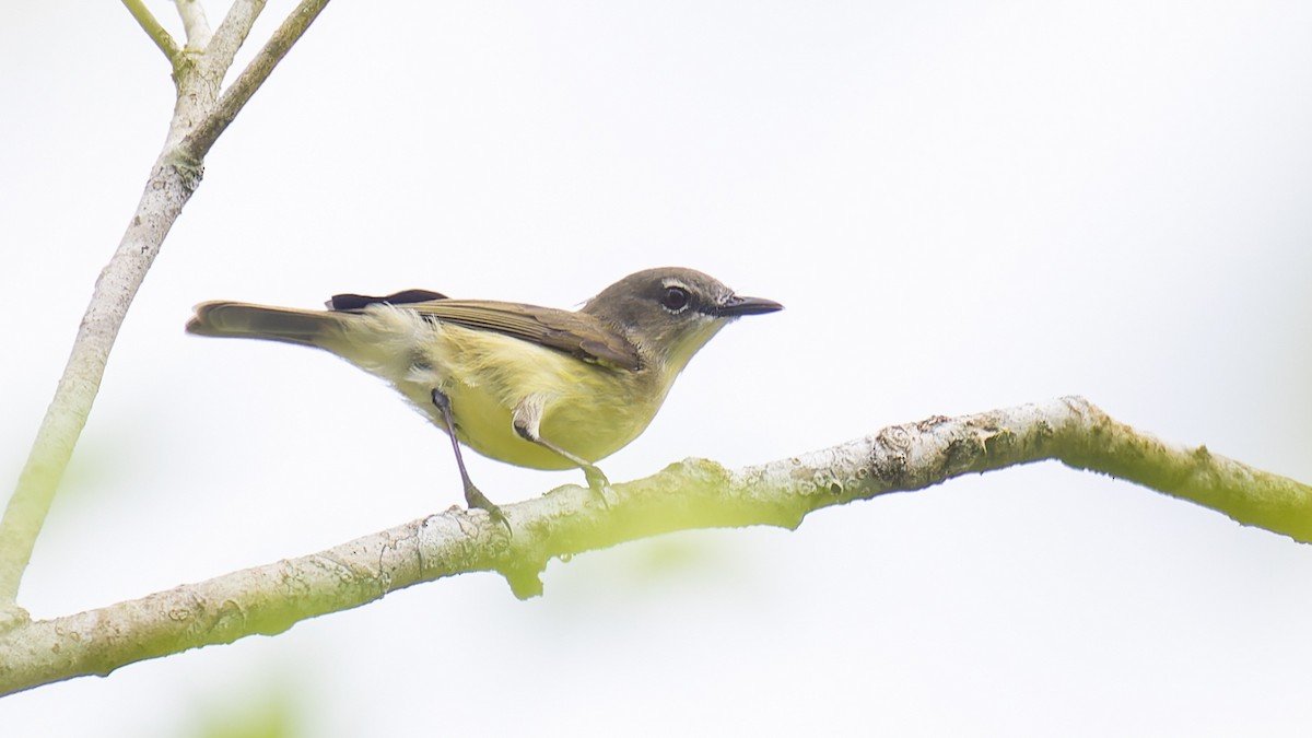 Biak Gerygone - Robert Tizard