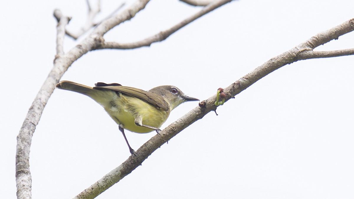 Biak Gerygone - Robert Tizard