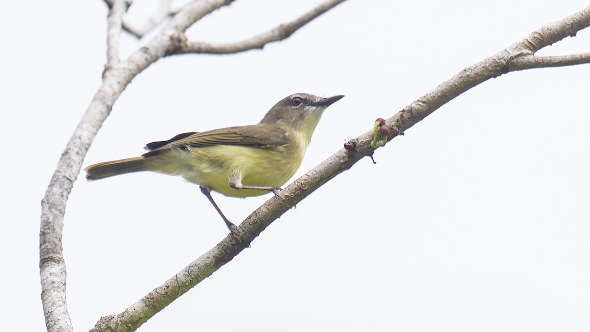 Biak Gerygone - Robert Tizard