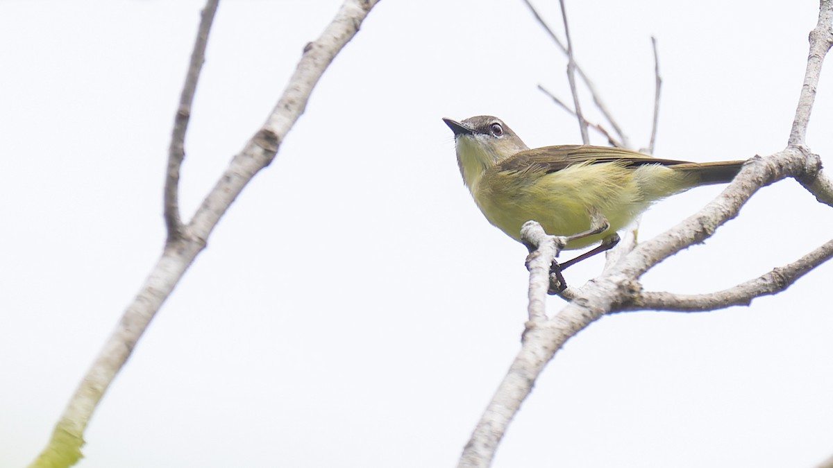 Biak Gerygone - Robert Tizard