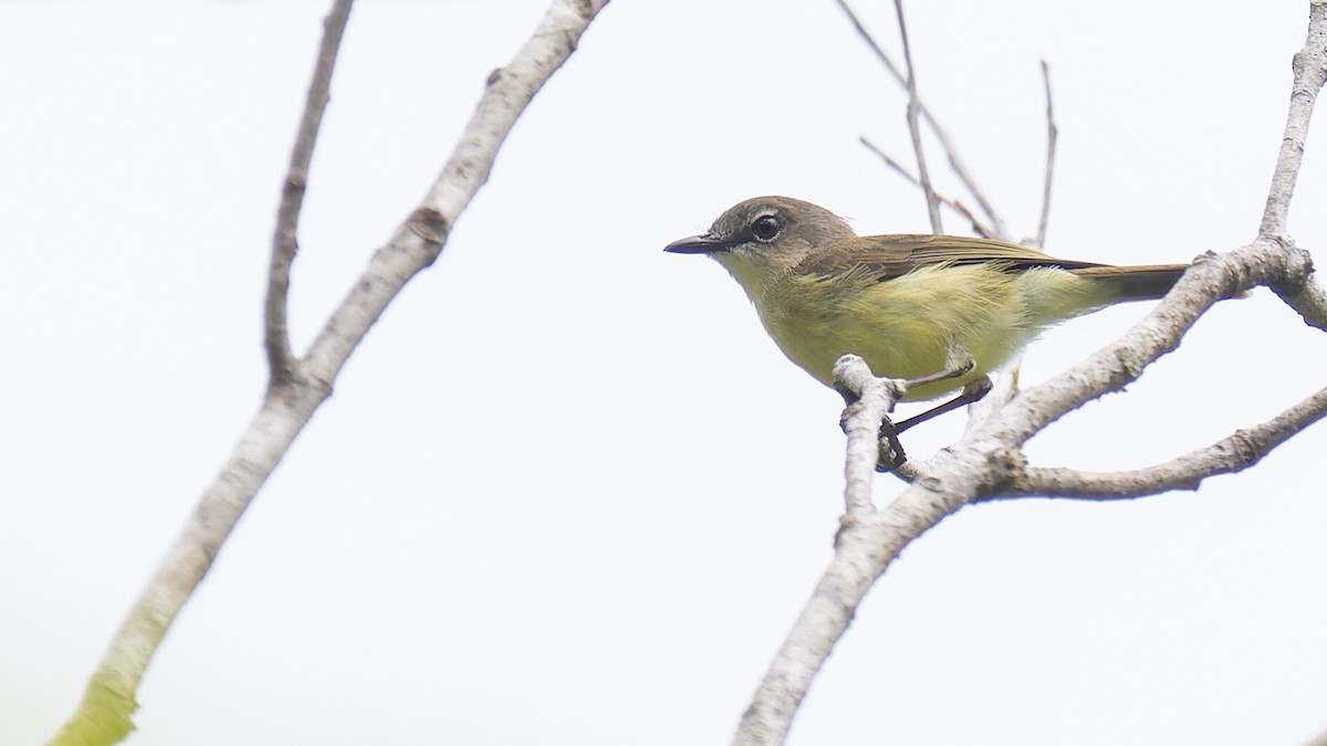 Biak Gerygone - Robert Tizard