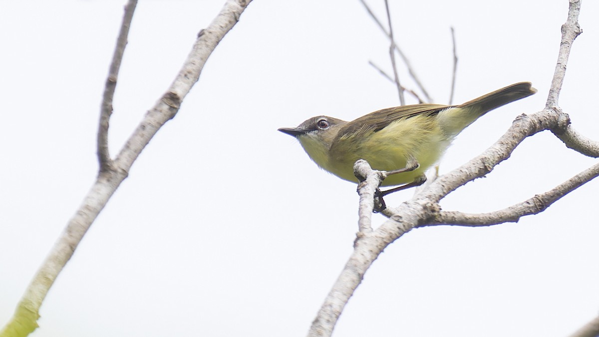 Biak Gerygone - Robert Tizard