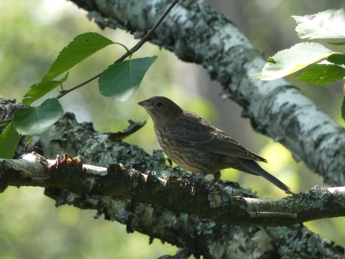 Brown-headed Cowbird - ML605898841