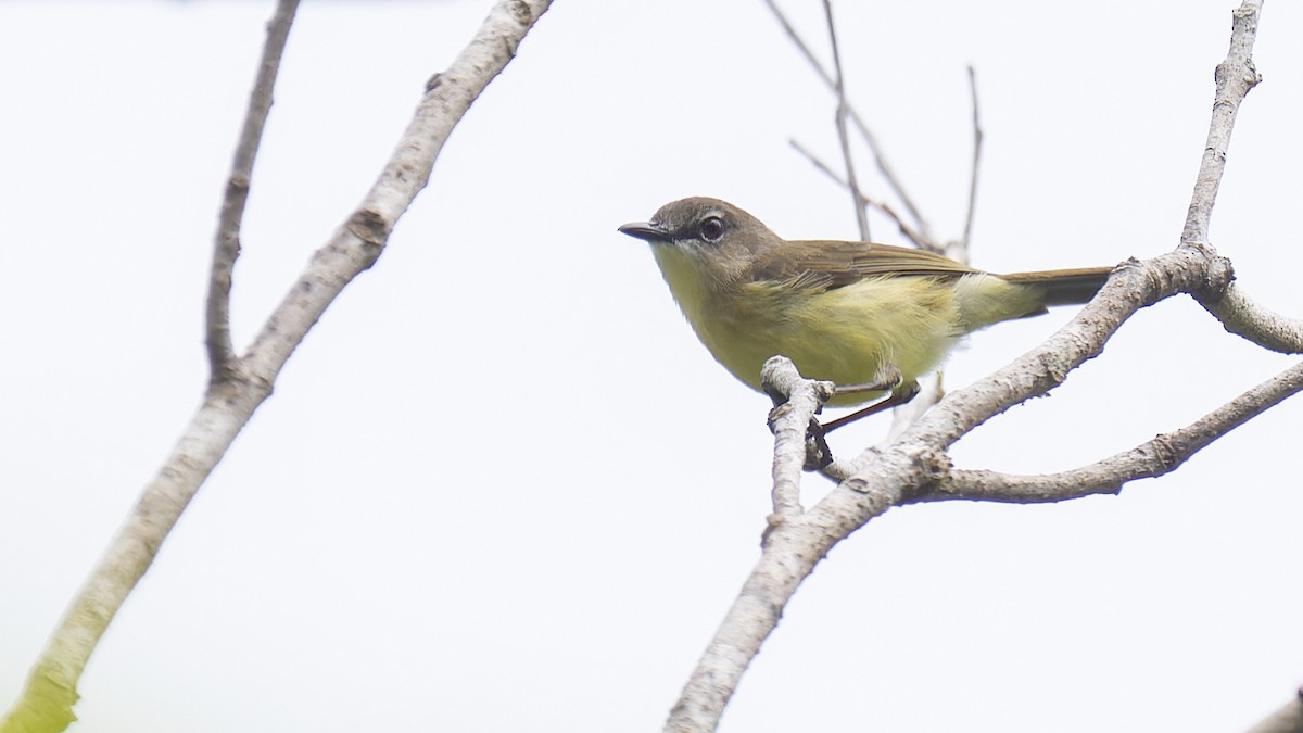 Biak Gerygone - Robert Tizard