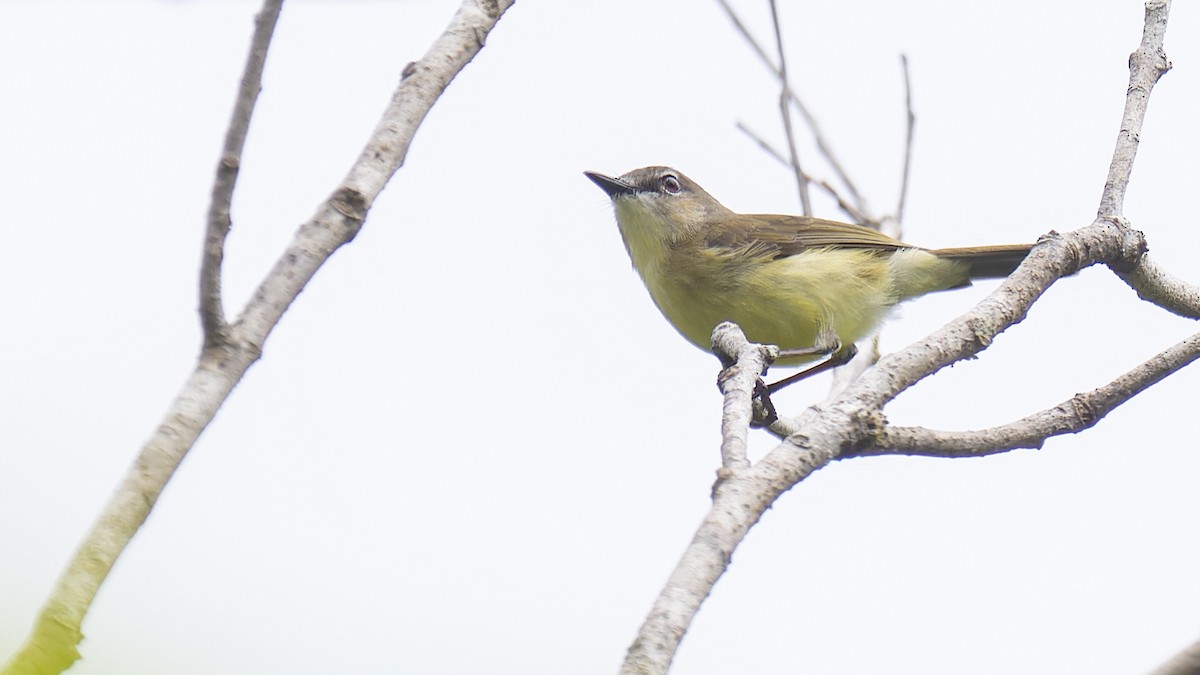 Biak Gerygone - Robert Tizard