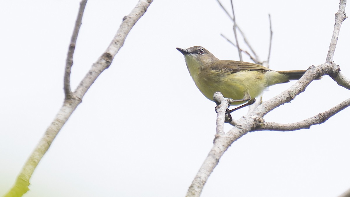 Biak Gerygone - Robert Tizard