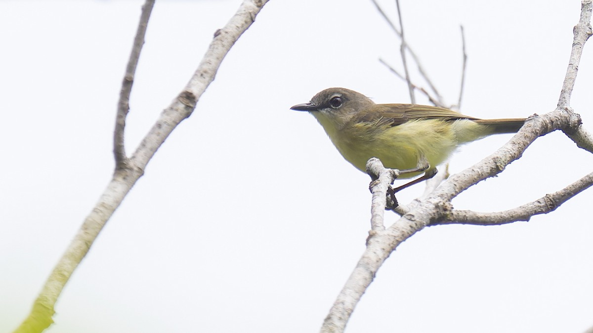 Biak Gerygone - Robert Tizard