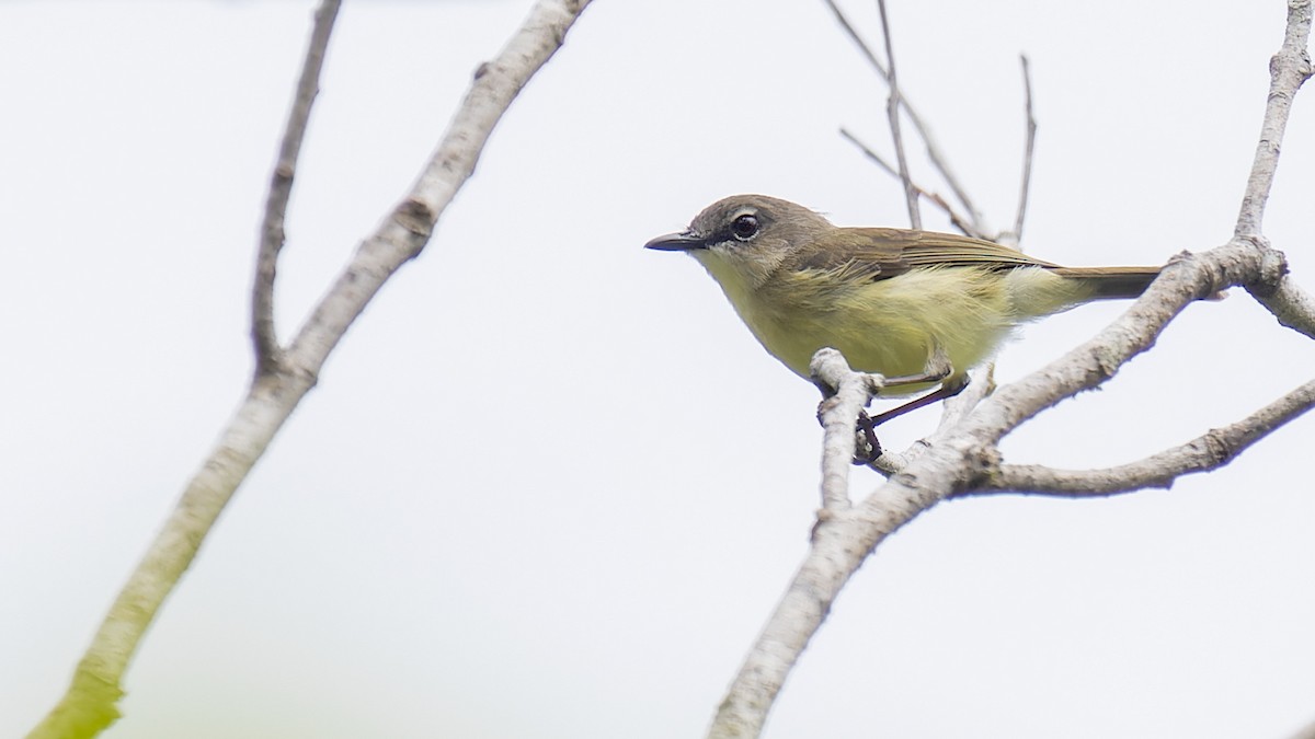 Biak Gerygone - Robert Tizard