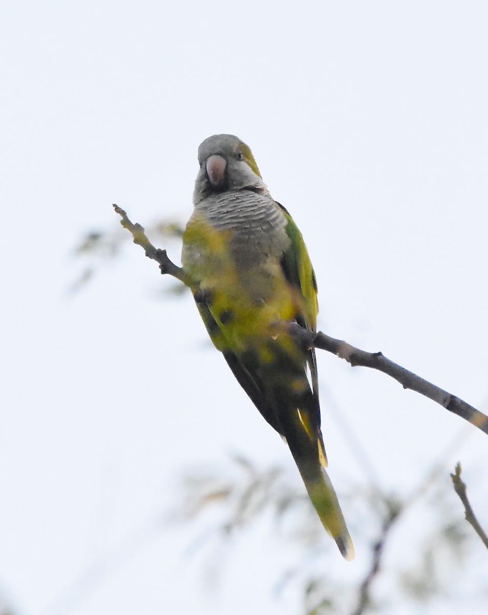 Monk Parakeet - ML605899421