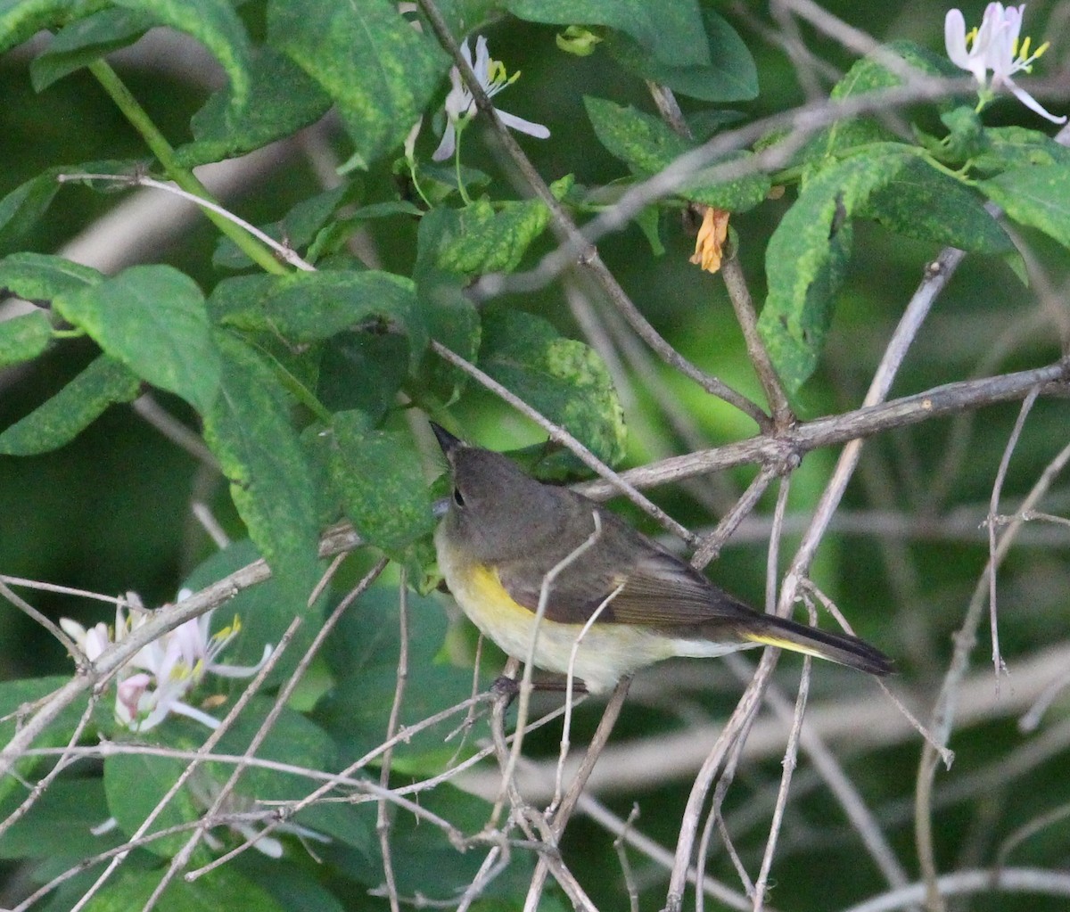 American Redstart - Hélène Crête