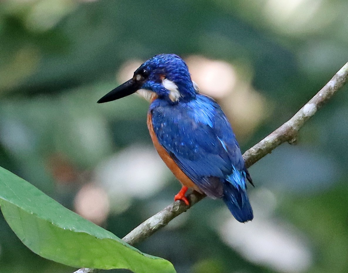 Common Kingfisher - ML605900631