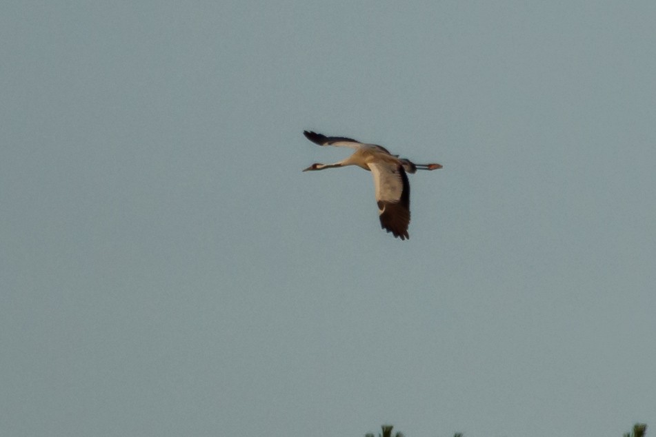 Common Crane - ML605900851