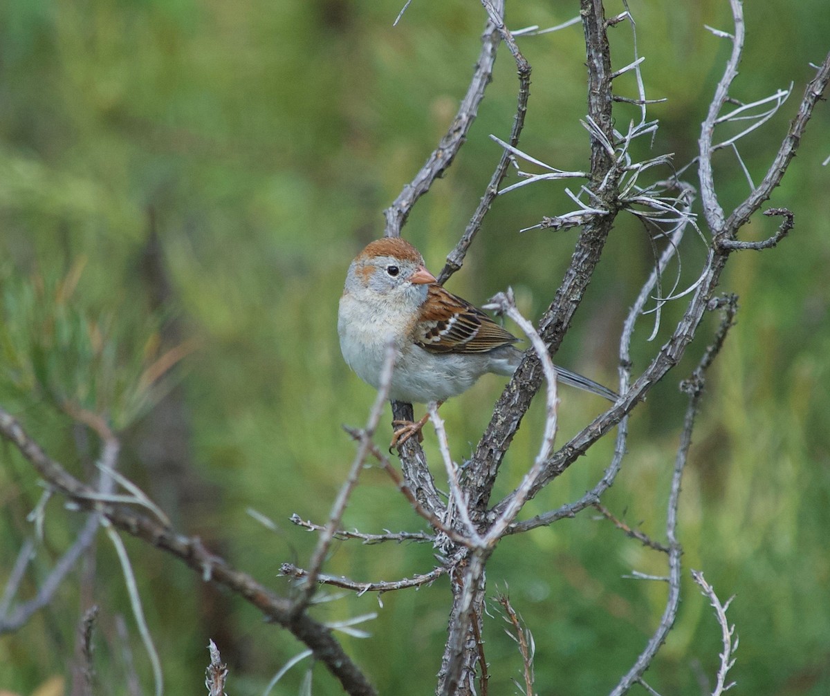 Field Sparrow - ML60590171