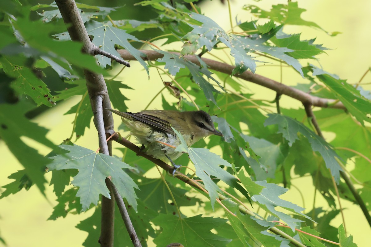 Red-eyed Vireo - Marie Provost