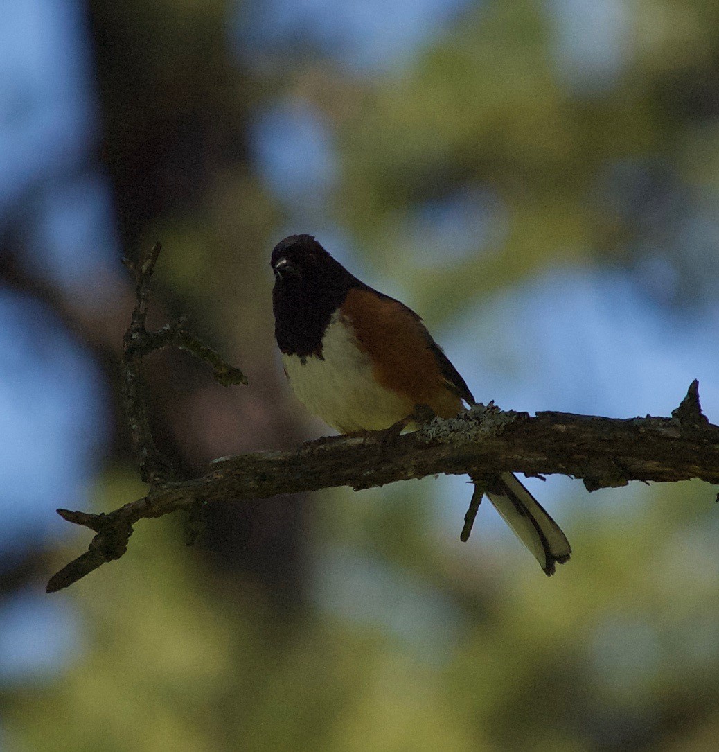 Eastern Towhee - ML60590191