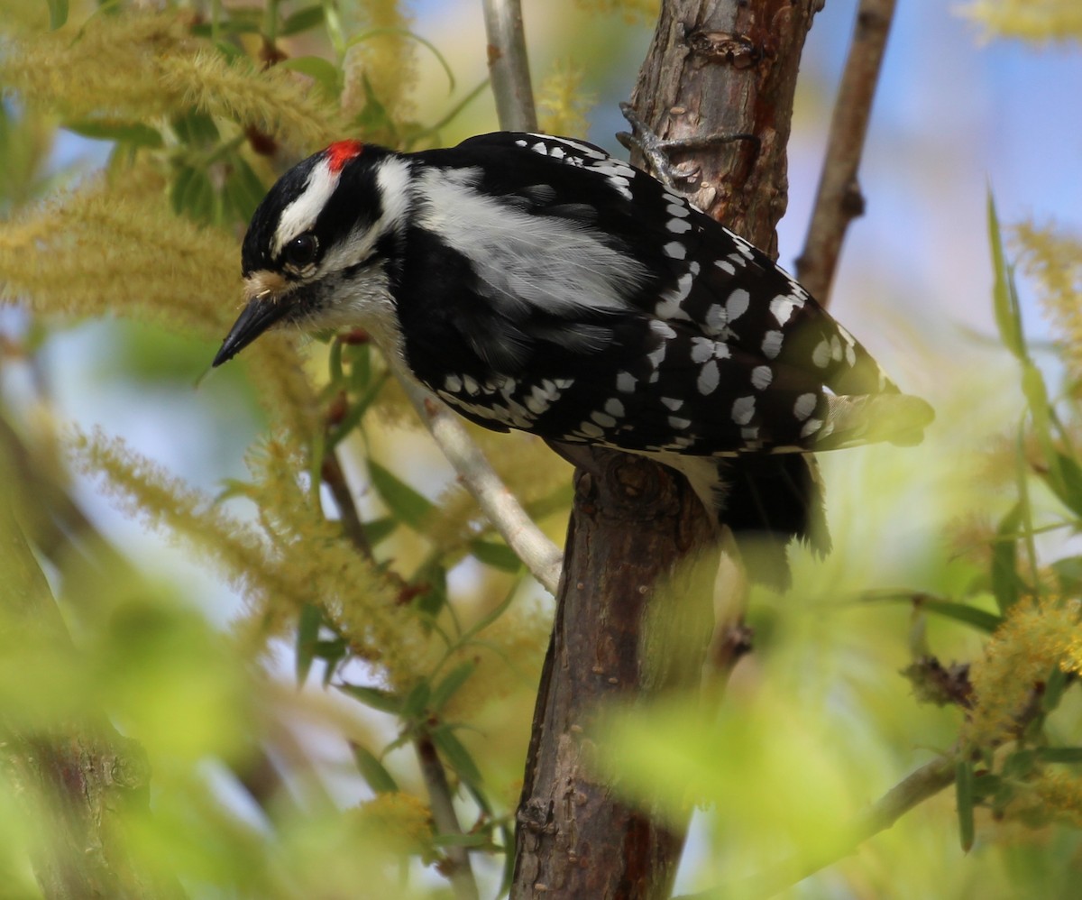 Downy Woodpecker - Hélène Crête