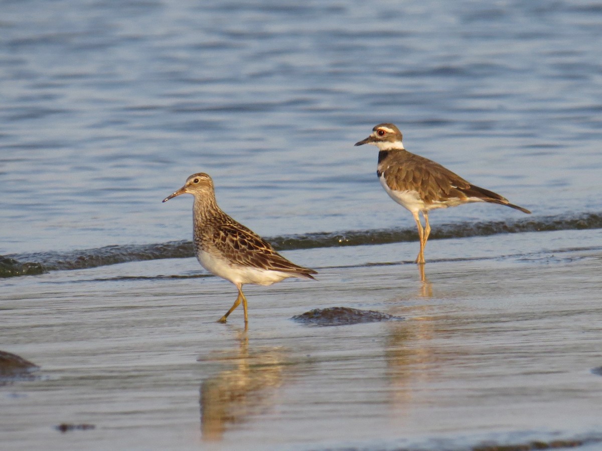 Pectoral Sandpiper - ML605903531