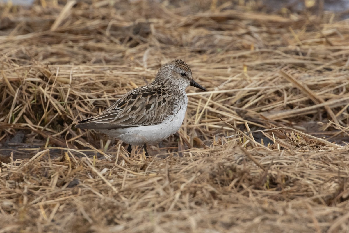 Semipalmated Sandpiper - Michael Todd