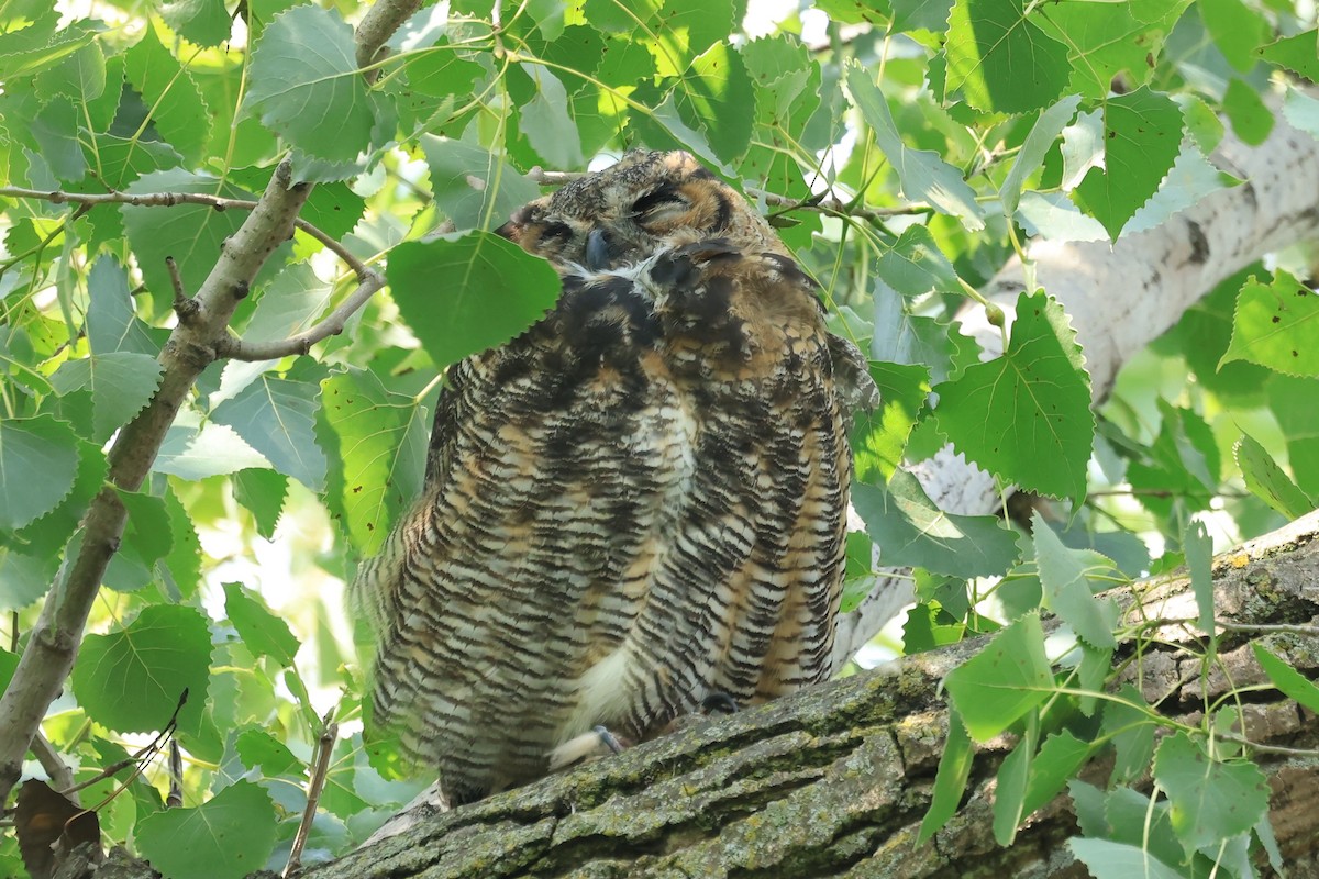 Great Horned Owl - ML605903991