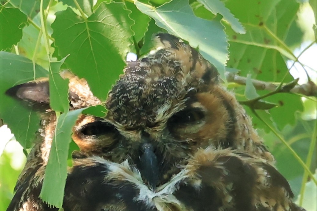 Great Horned Owl - ML605904001