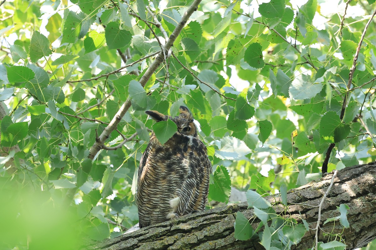 Great Horned Owl - ML605904071