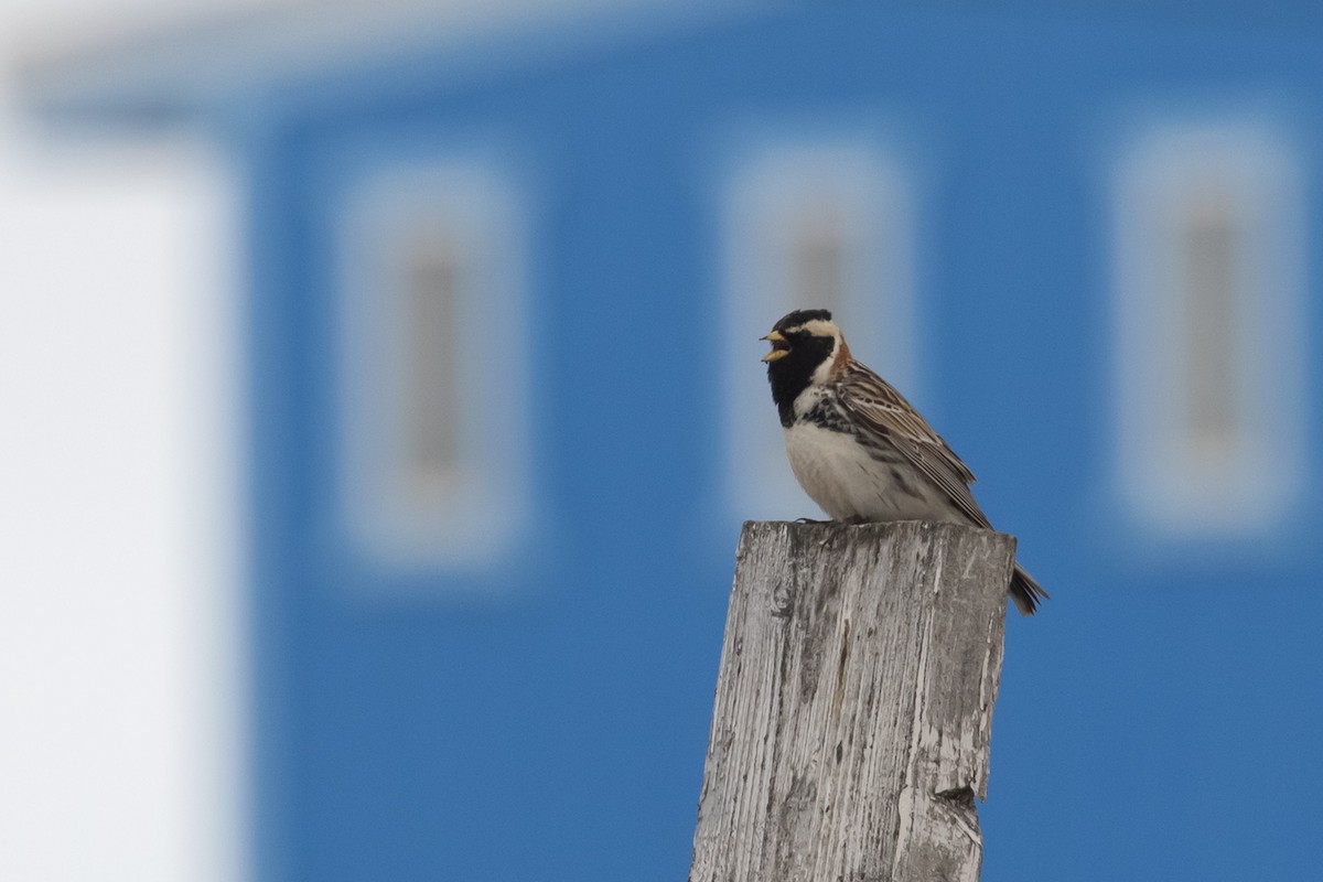 Lapland Longspur - Michael Todd