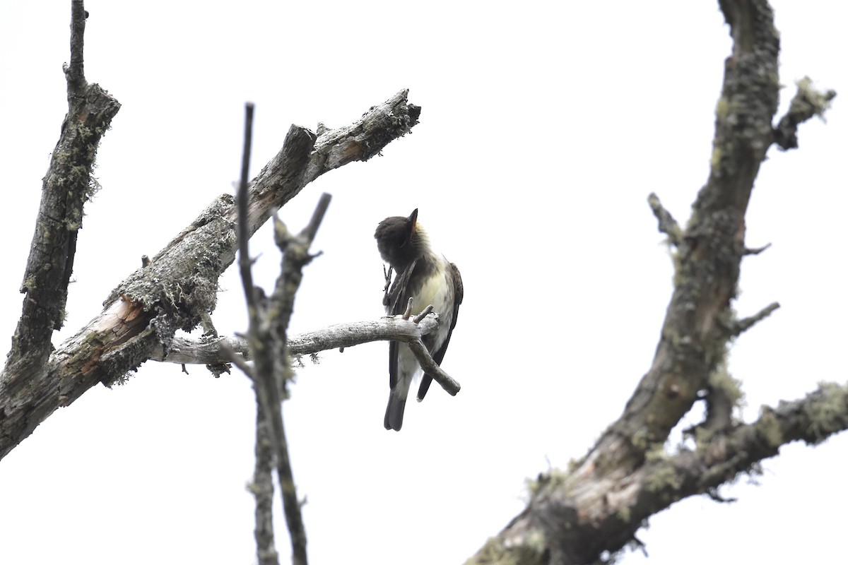 Olive-sided Flycatcher - ML605905171