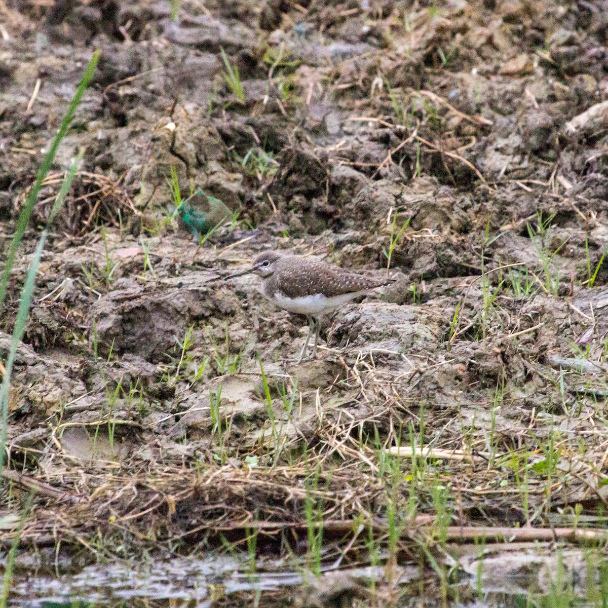 Green Sandpiper - ML605906491