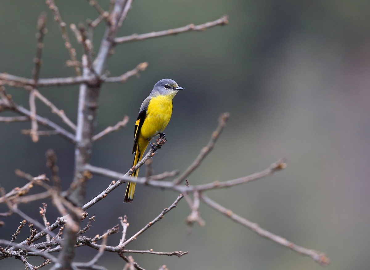 Gray-chinned Minivet - ML605906891