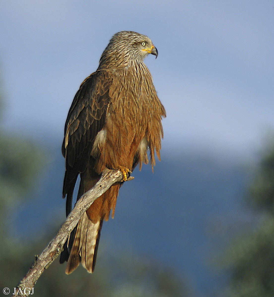 Black Kite - ML605906961