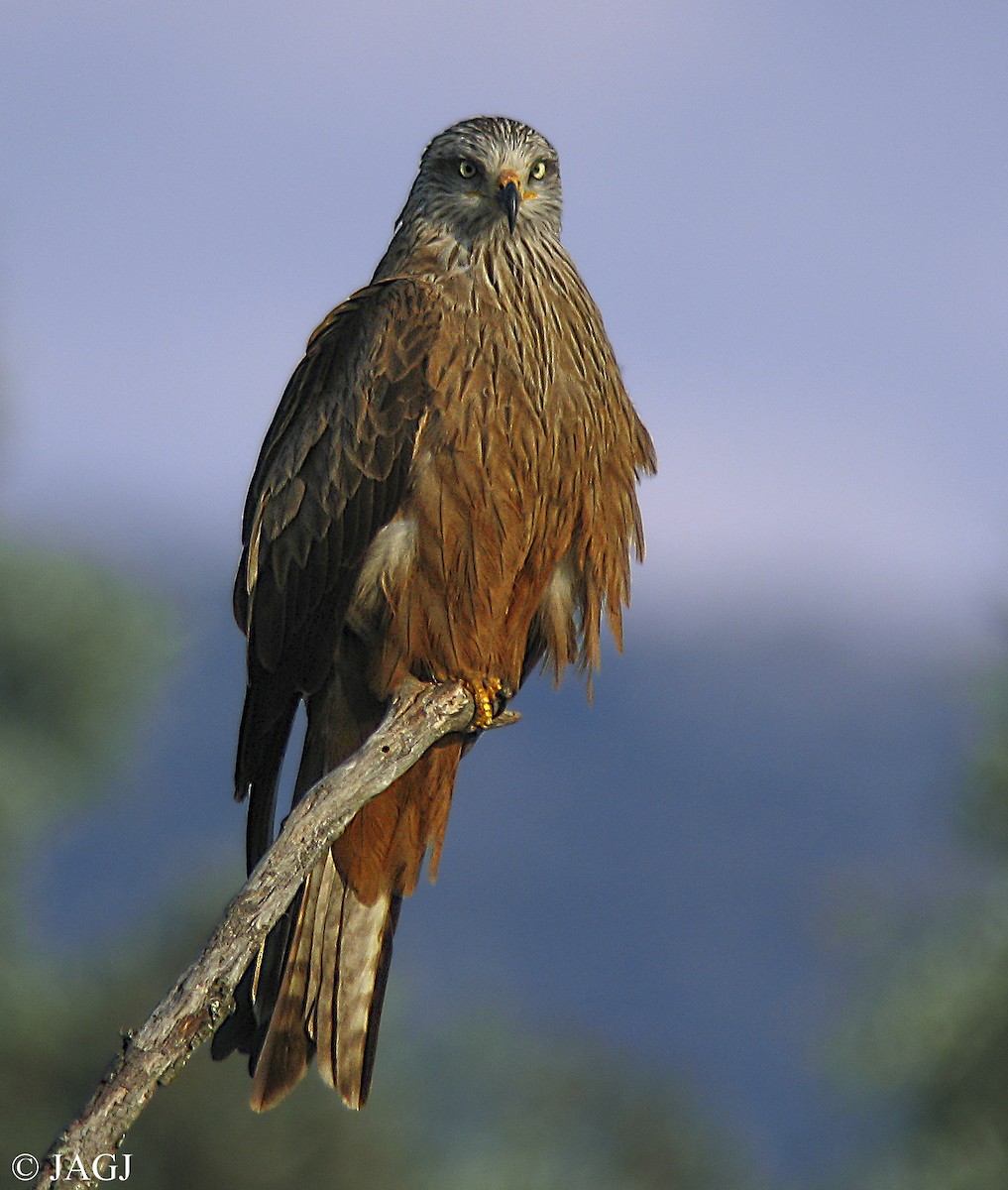 Black Kite - ML605906971