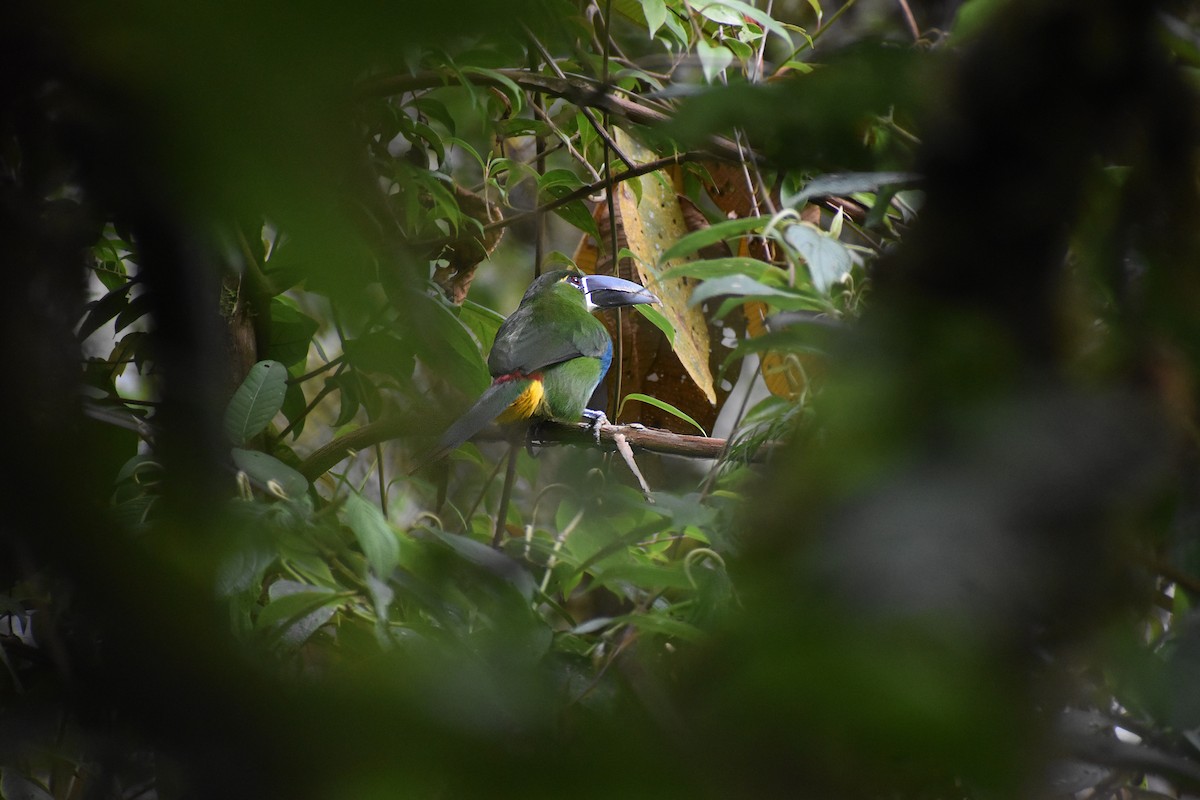Yellow-browed Toucanet - ML605907021