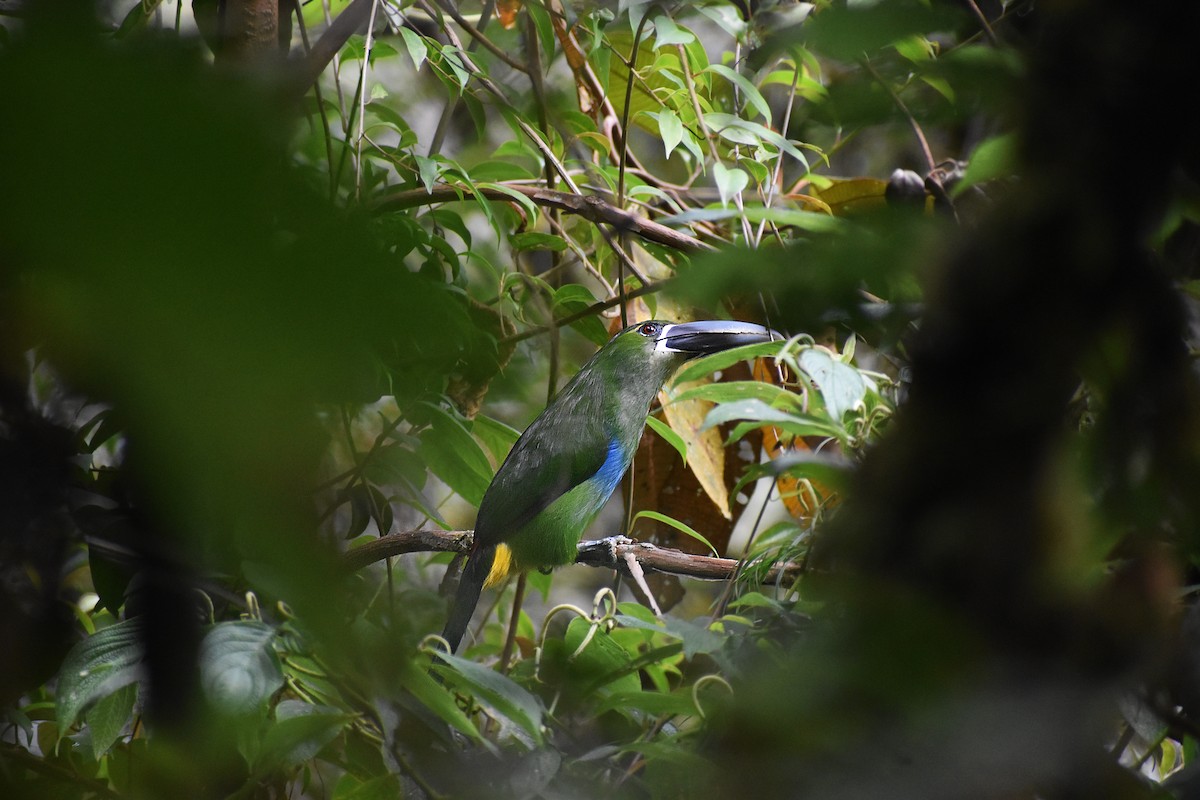 Yellow-browed Toucanet - ML605907031