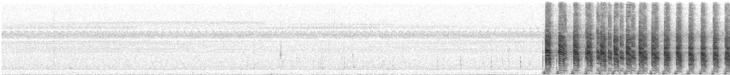 Râle tapageur (saturatus/scottii) - ML605907281
