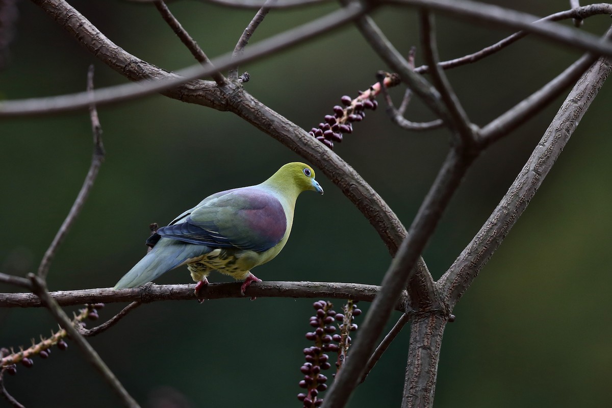 Wedge-tailed Green-Pigeon - ML605907321