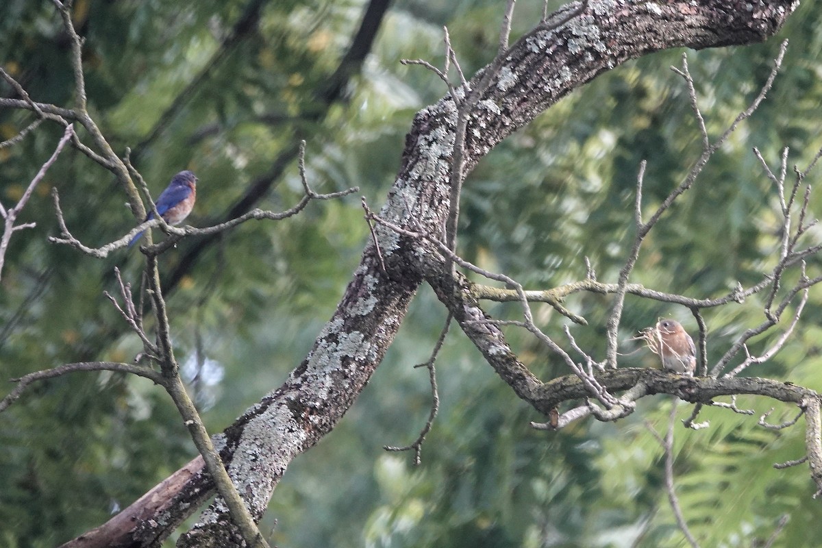 Eastern Bluebird - ML605907421