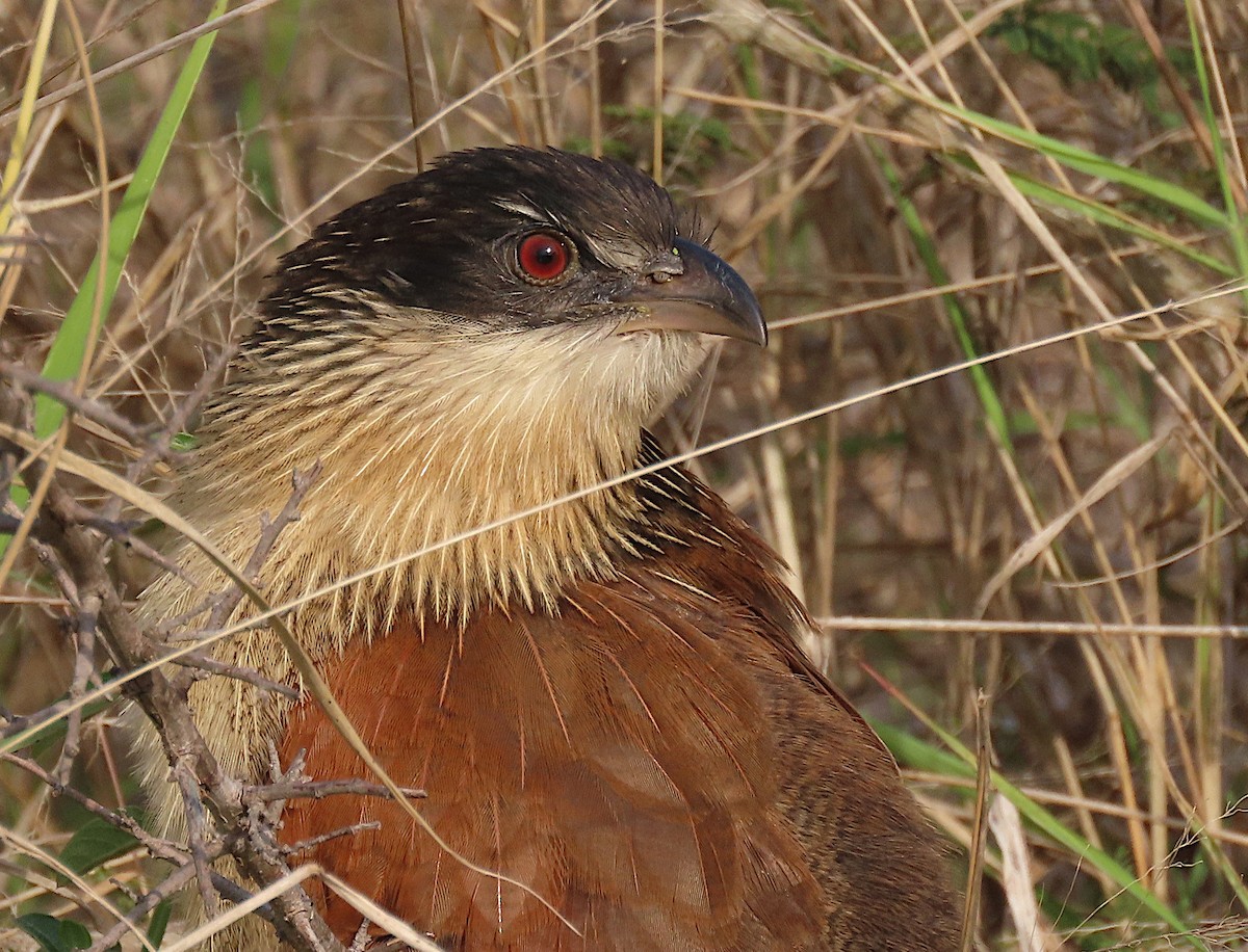 White-browed Coucal - ML605908731