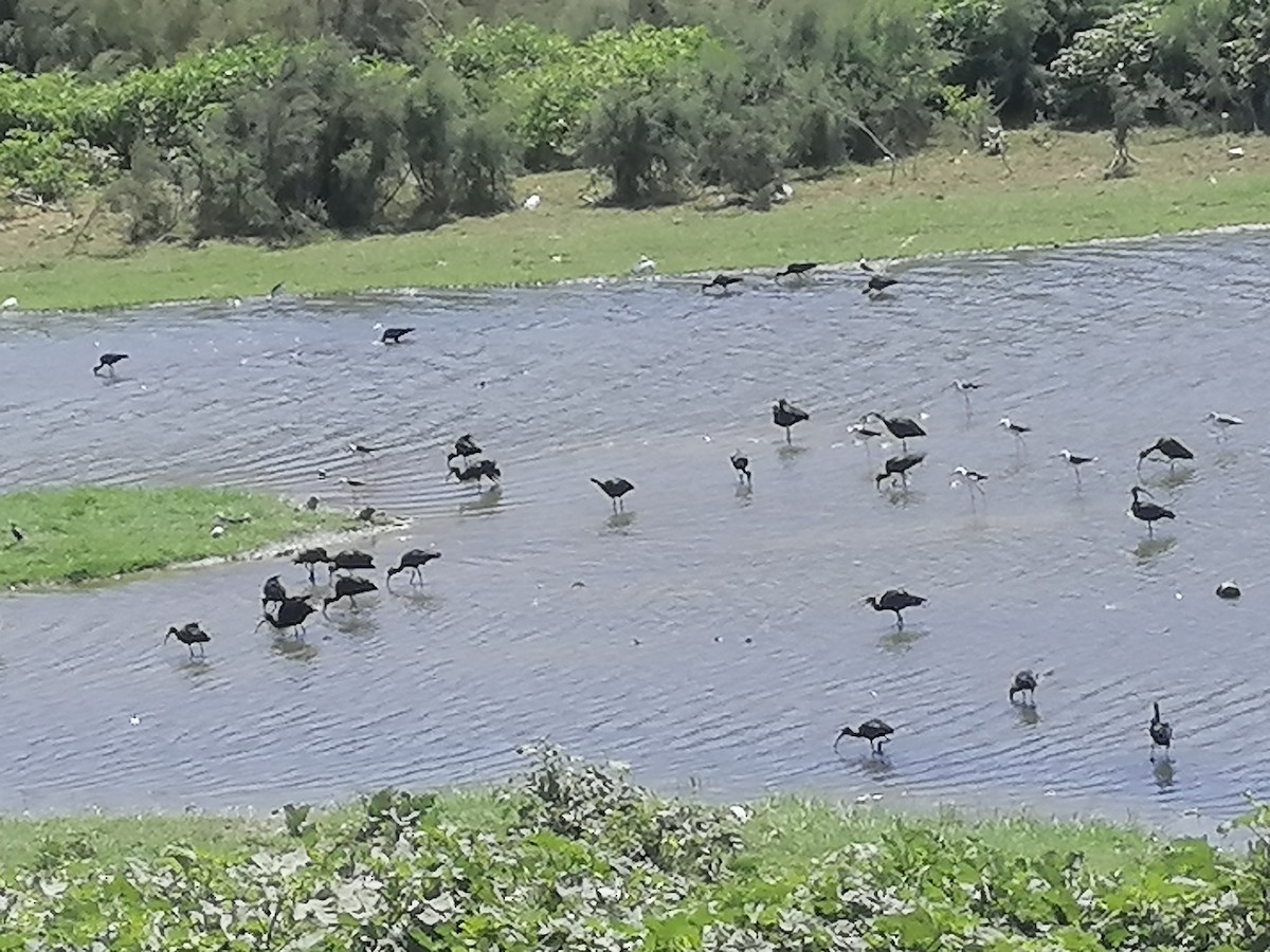 Glossy Ibis - ML605908761