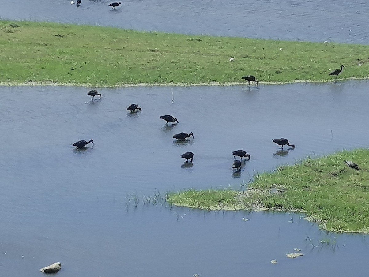 ibis hnědý - ML605908781